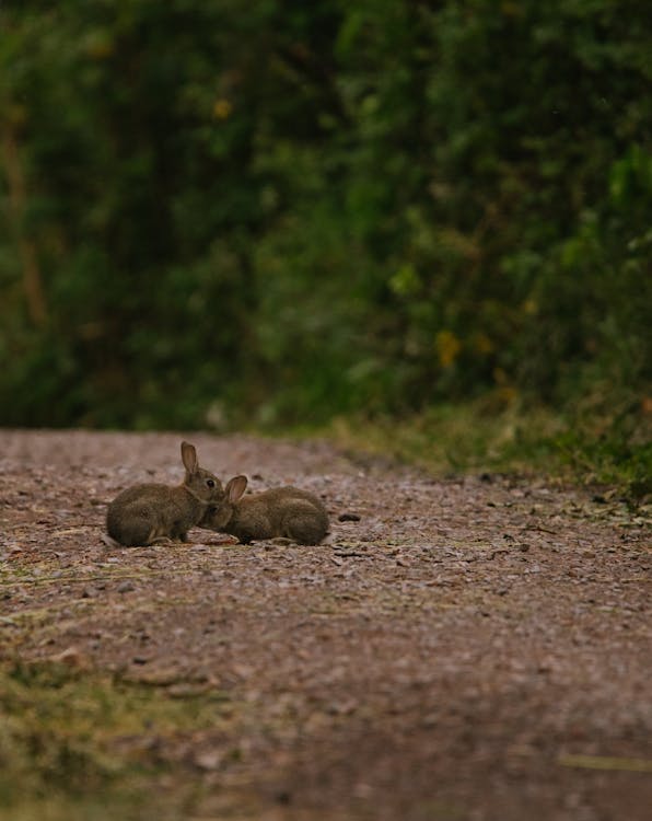 Rabbits in the fields at Millie The Hut